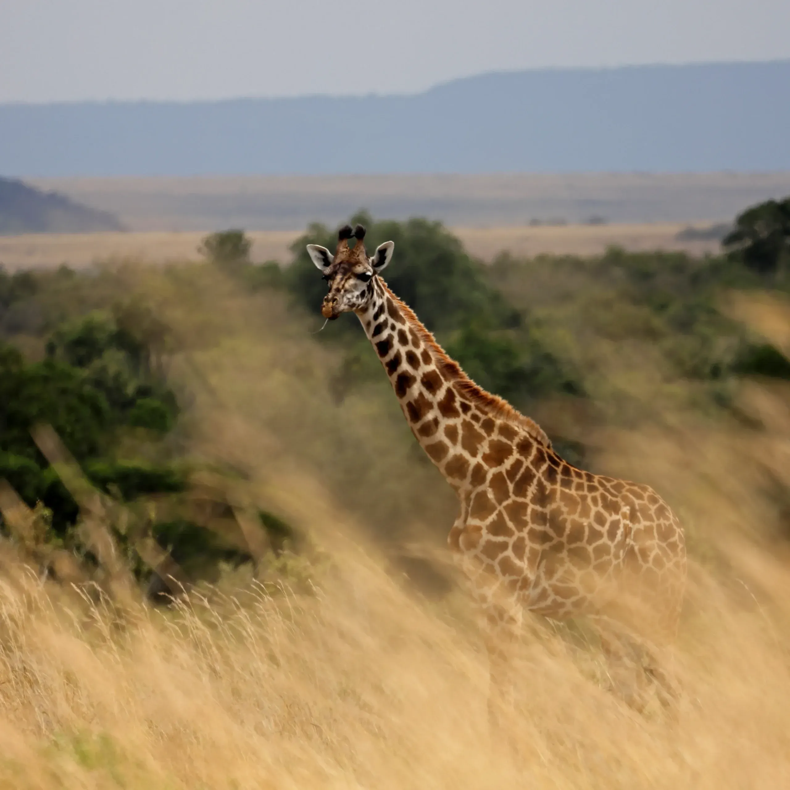 Giraffe at Kenya African Safari