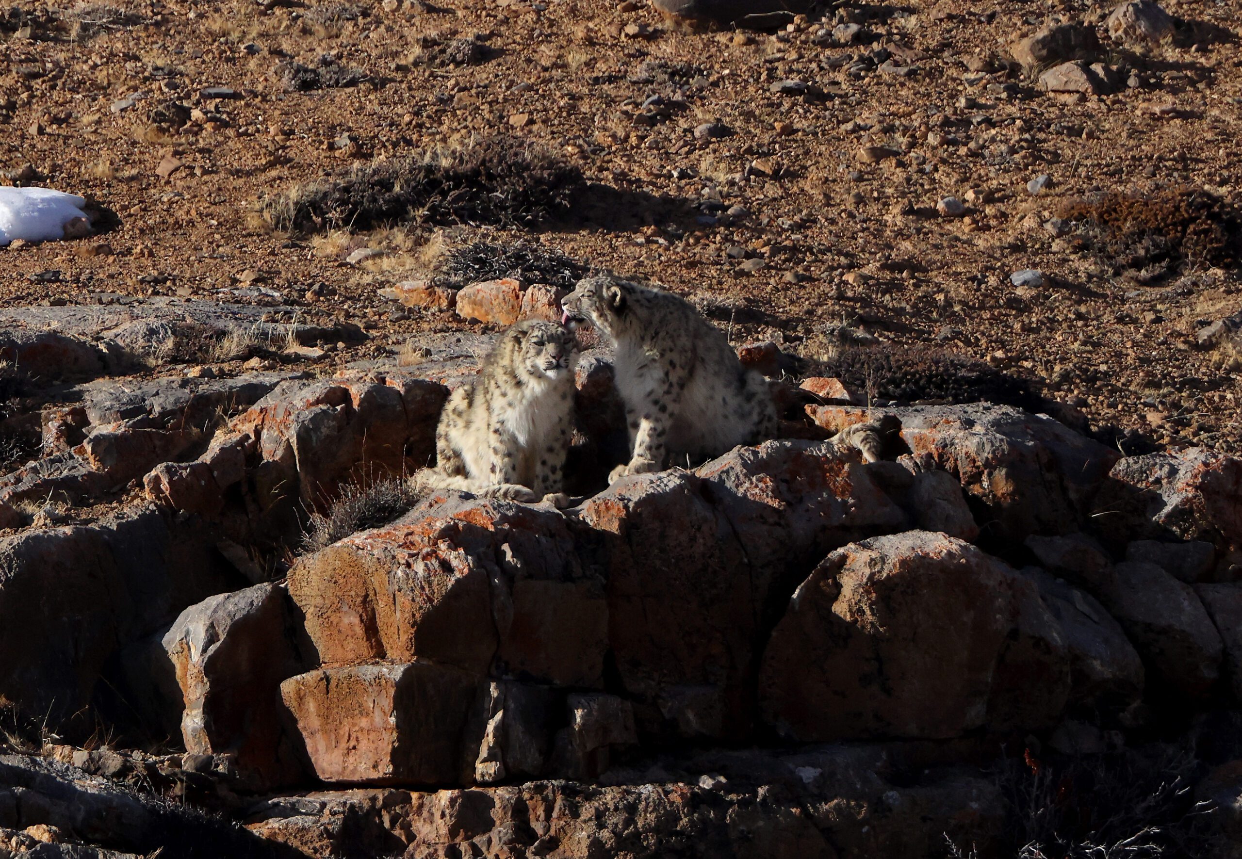 The Science Of Snow Leopards Research And Discoveries In Spiti