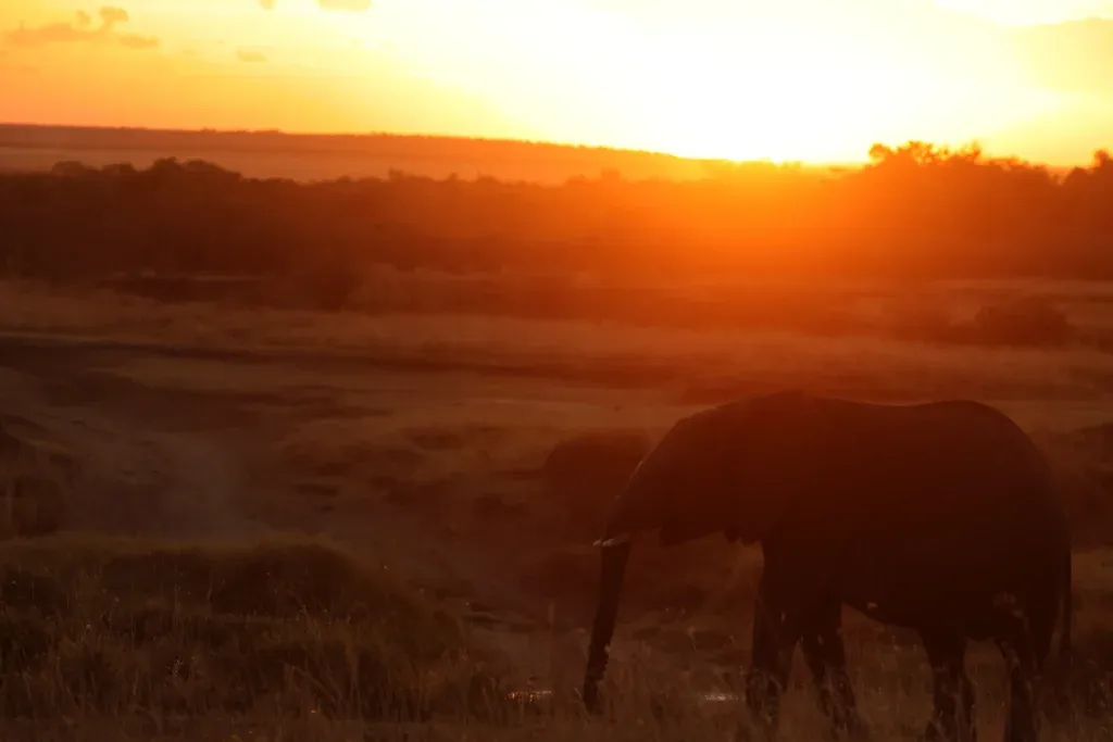 Elephant wandering early morning at Masai Mara Tours