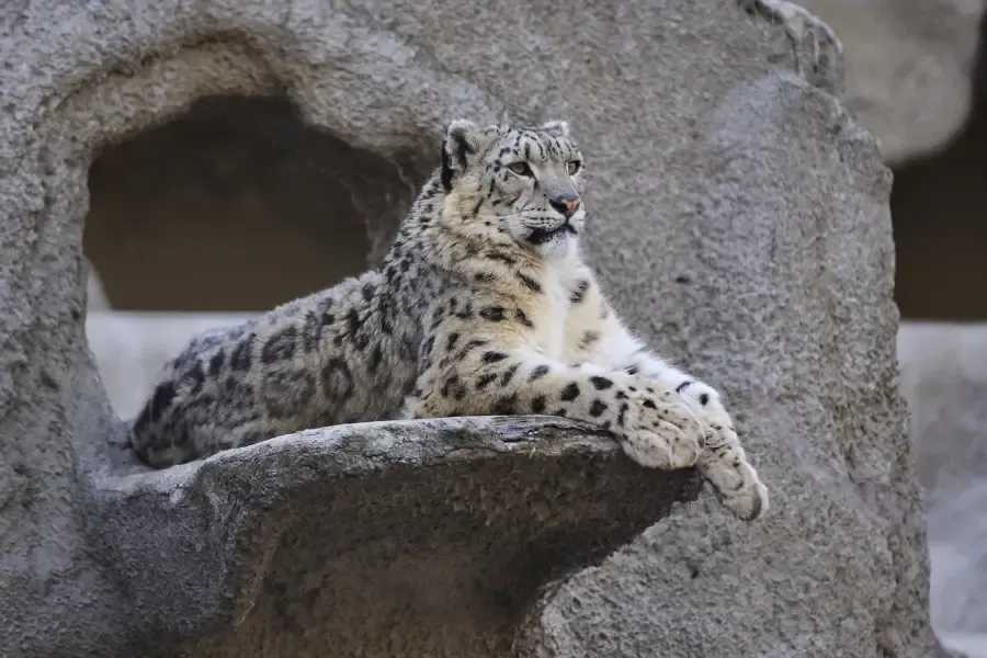 view of a snow leopard 