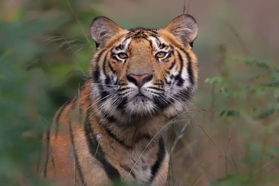 Close-up view of a tiger during India wildlife tour