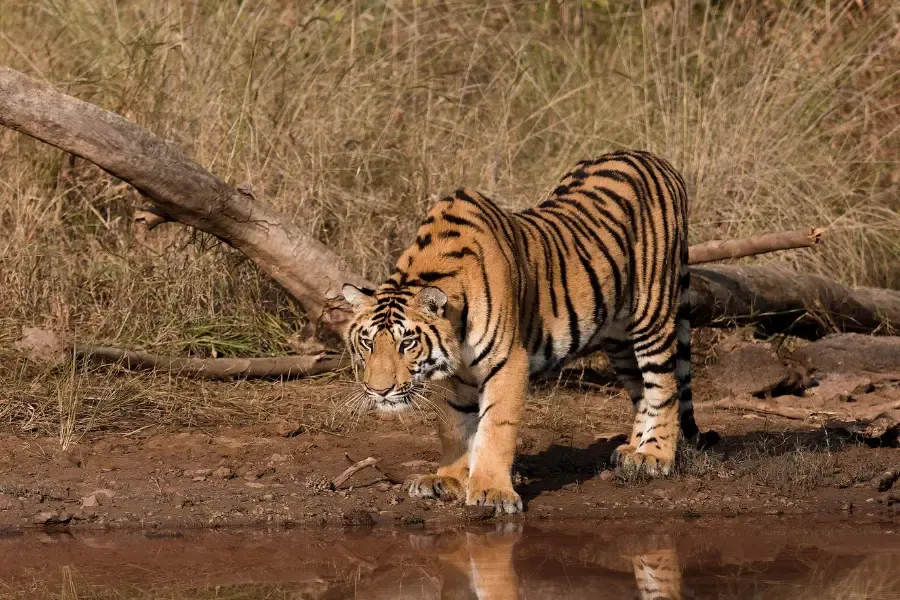 View of a tiger at a water hole.