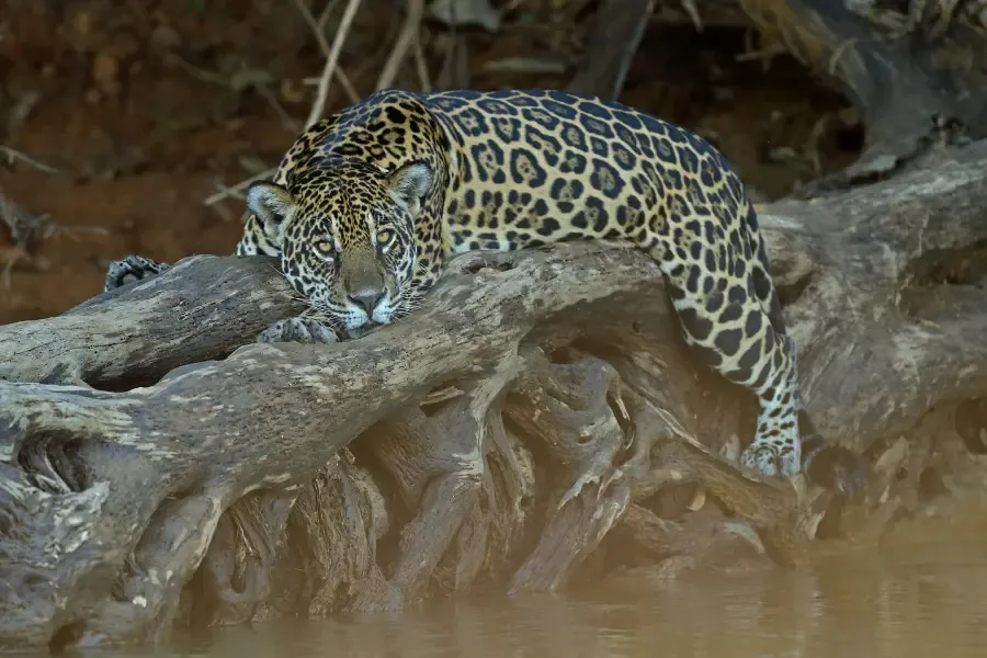 View of a jaguar resting quietly on a fallen tree beside the water.