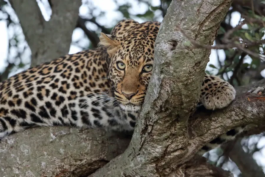 Pantanal Wildlife Safari, Brazil Safari