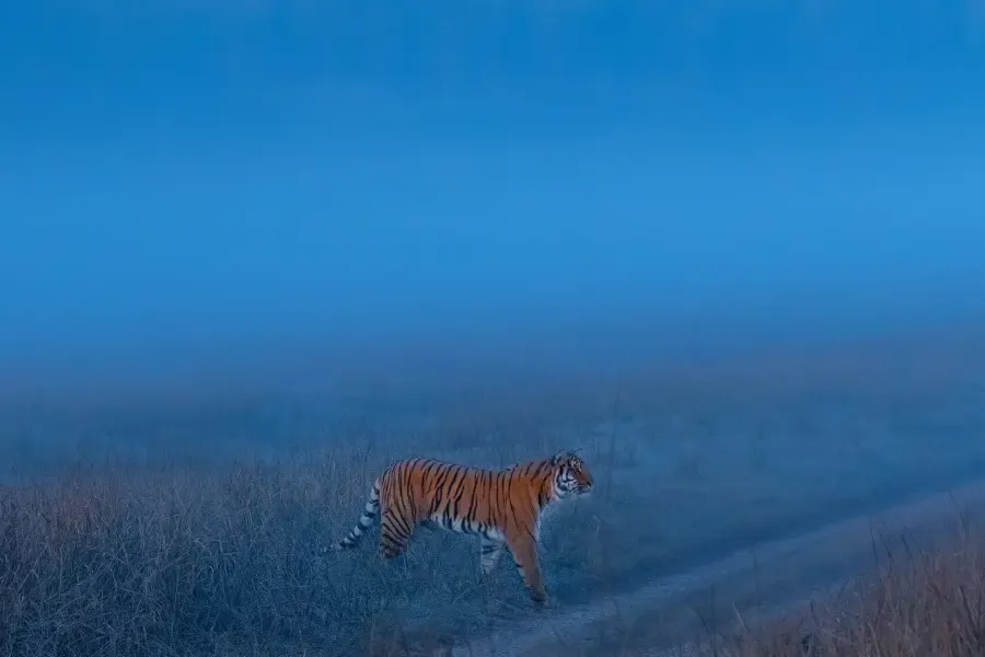 tiger prowling in the fog.