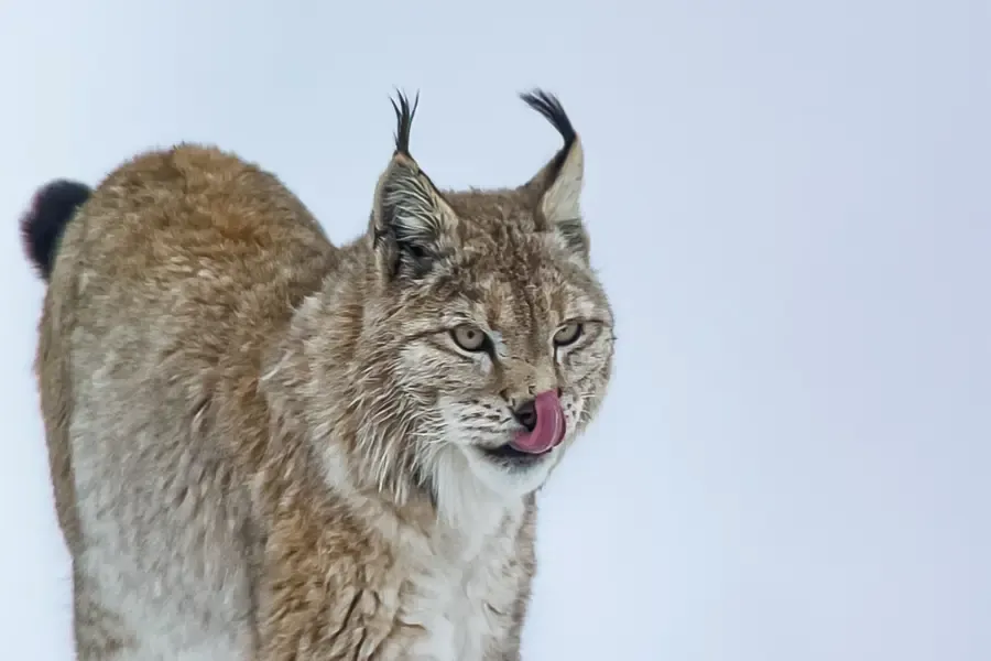 View of a Eurasian lynx standing alert in a snowy landscape.