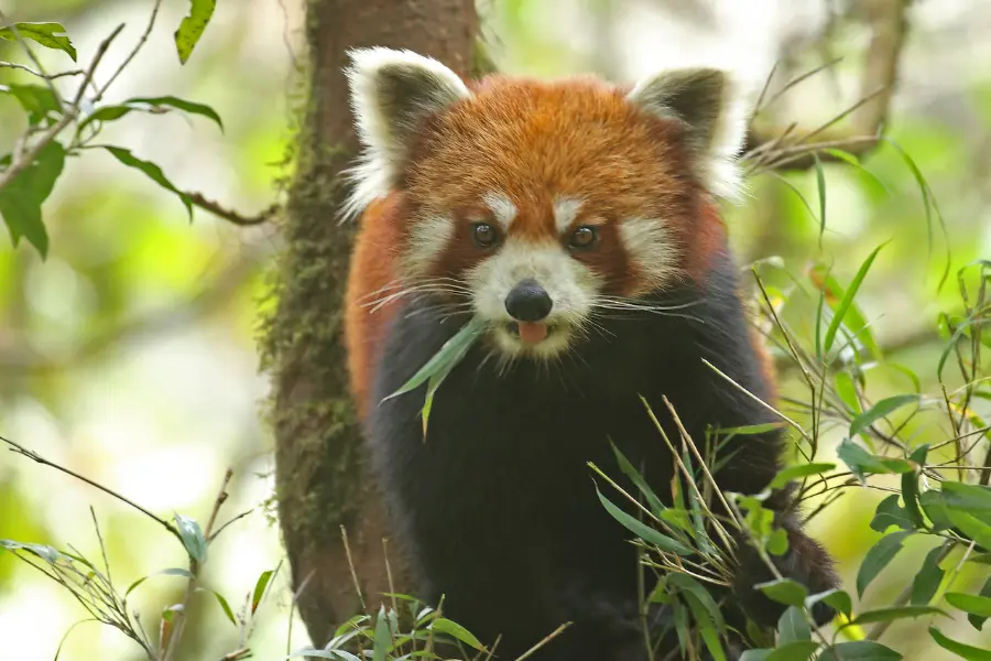 The Secret Life Of The Red Panda Exploring Singalila National Park Copy