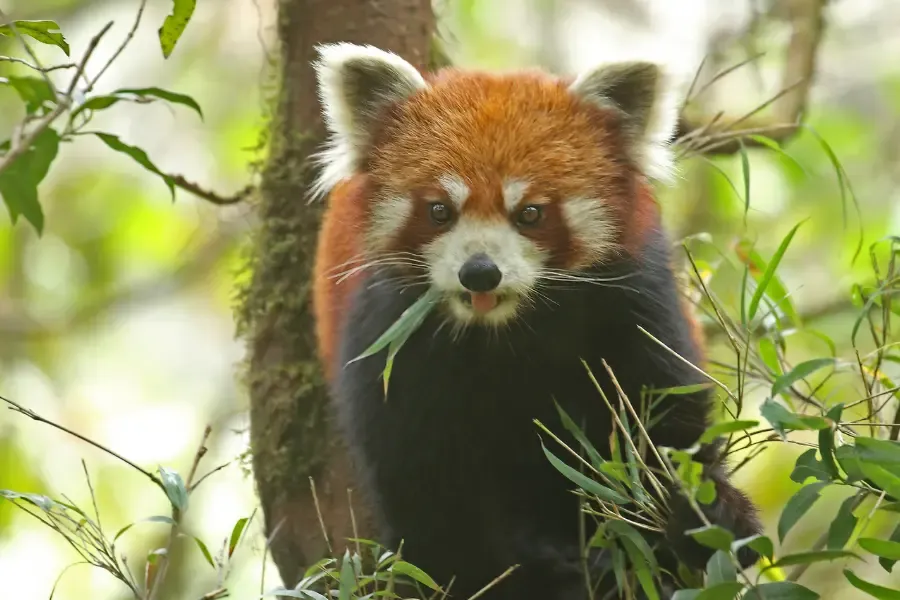 Red Panda Expedition 