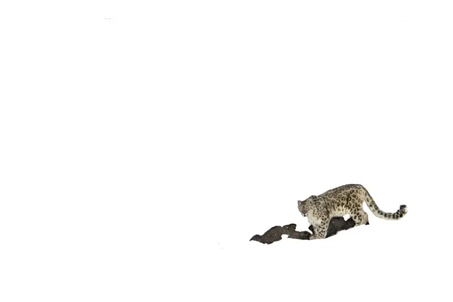 view of a snow leopard in snow.