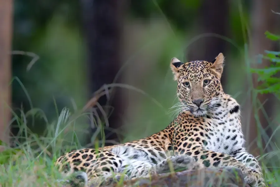View of Leopard resting amidst the grass.