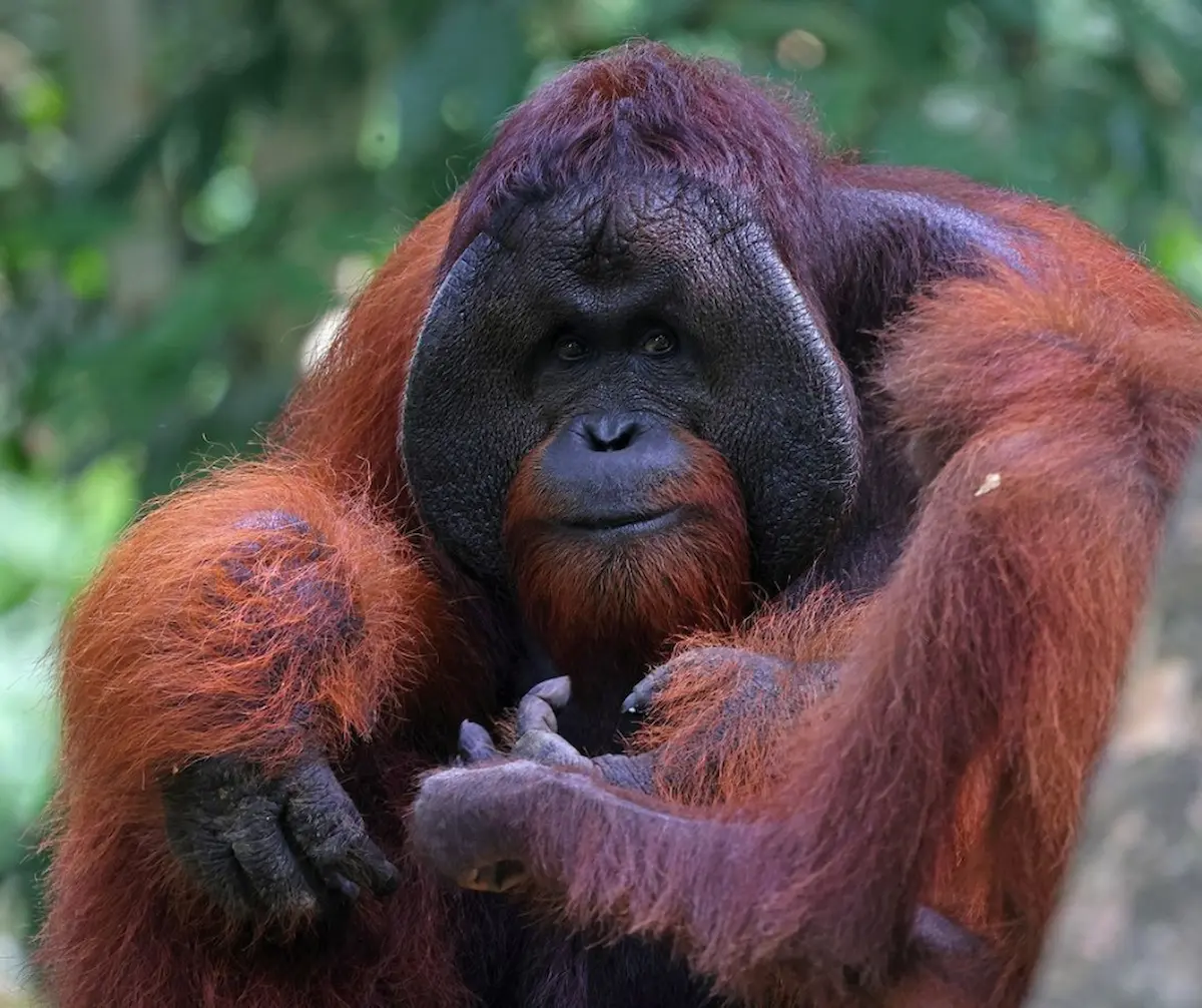 Sustainable Tourism The Benefits Of Choosing Borneo Small Group Tours