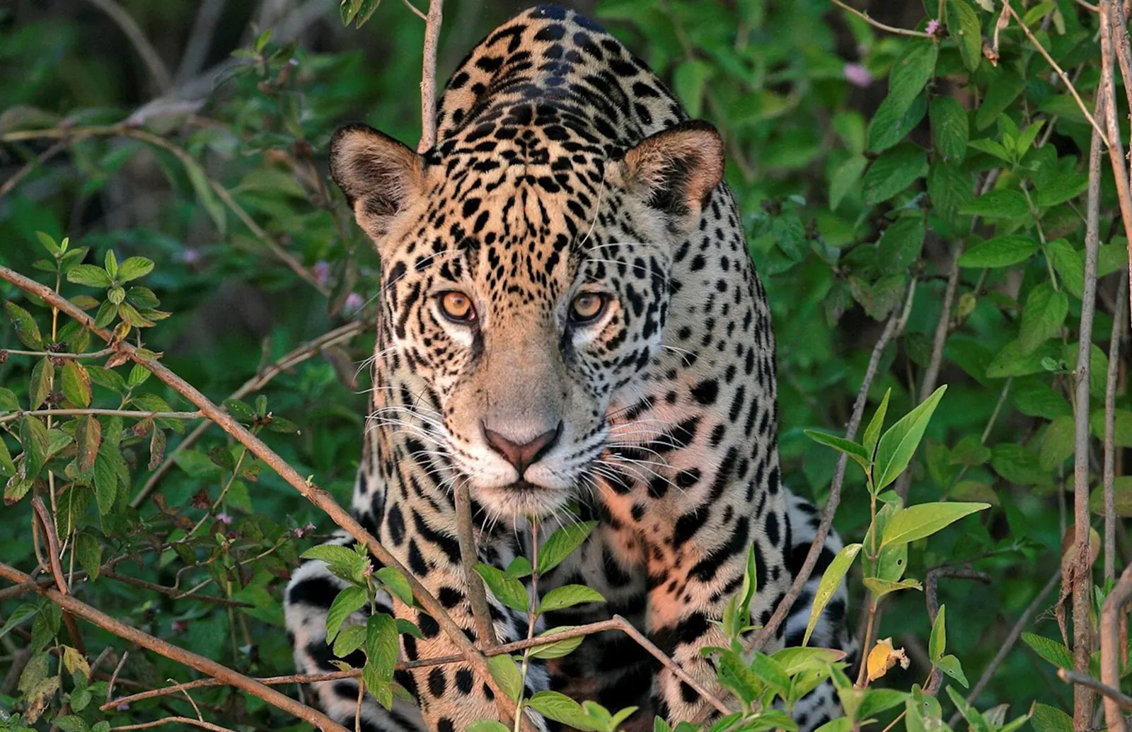 Jaguar in the Pantanal