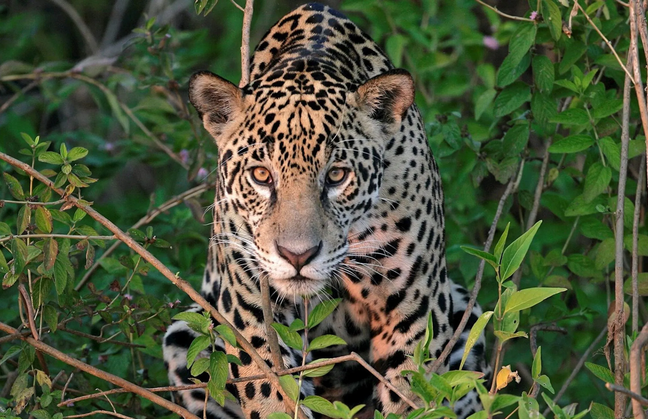 Jaguar in the Pantanal