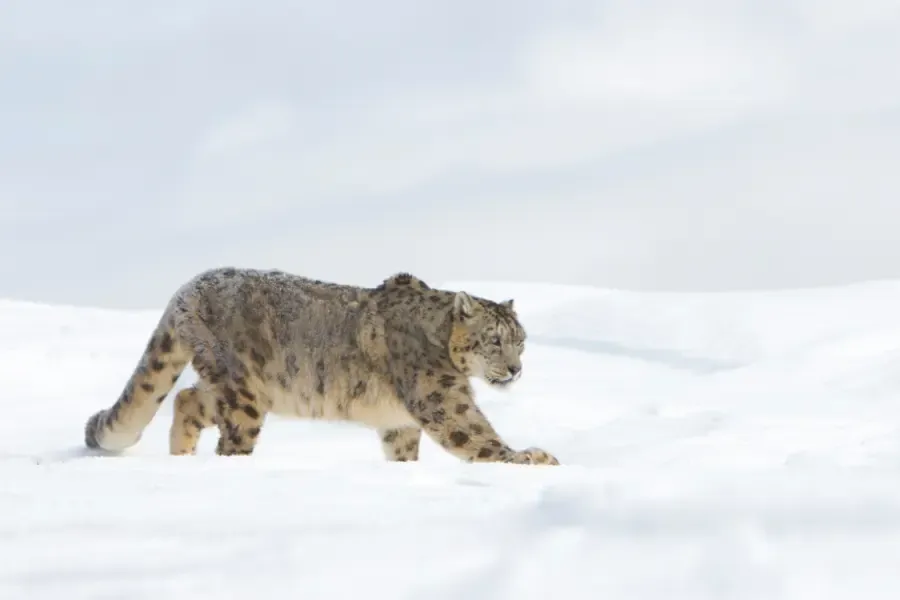 snow leopard hunting for prey in the snow