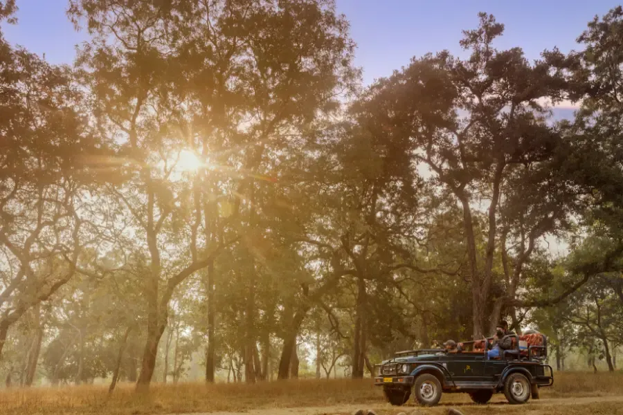 View of jeep safari in Indian jungle at golden hour