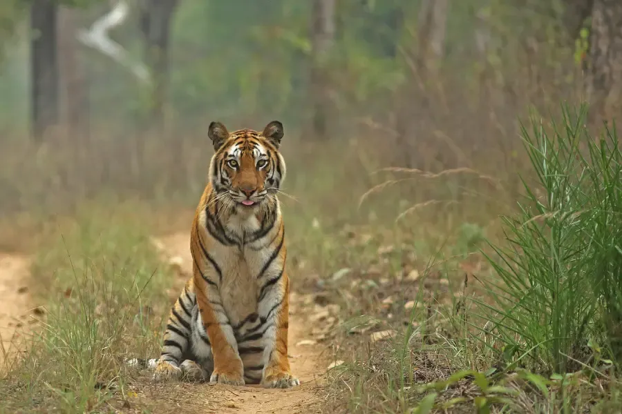 Tiger looking at the camera.