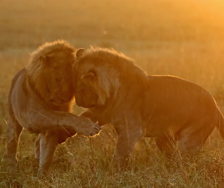 Masai Mara Safari Essentials: The Best Time to Visit for the Wildebee