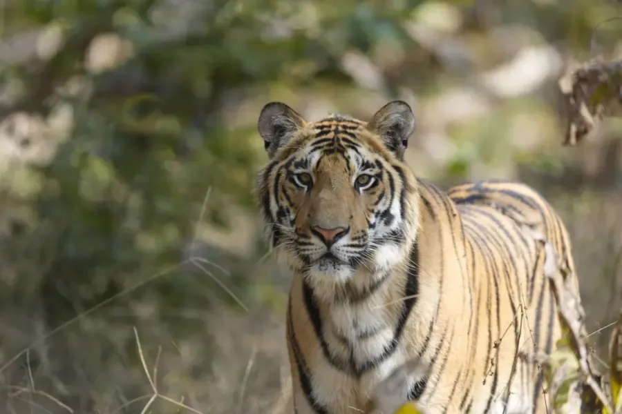 A tiger gazing at the camera.