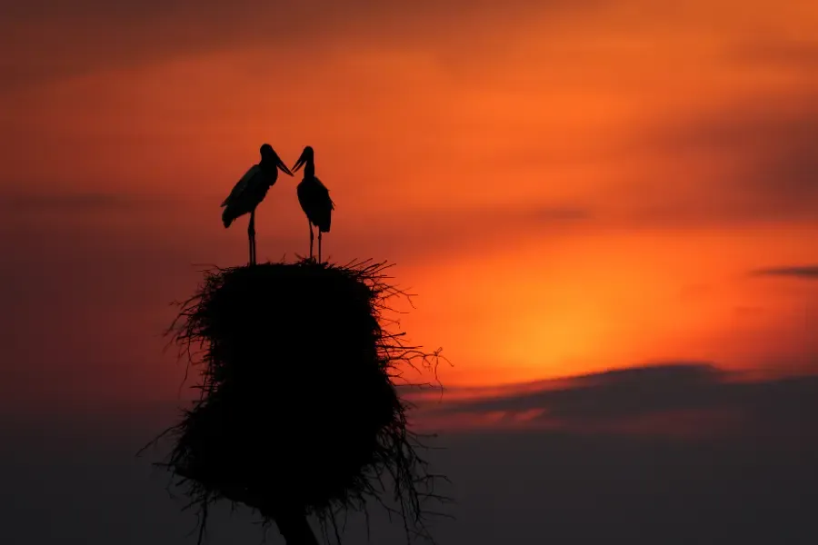 View of jabiru storks standing together on a nest against a glowing sunset sky.