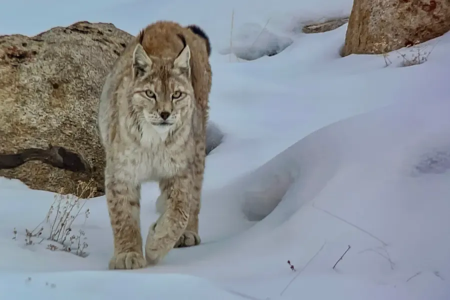 View of a Eurasian lynx walking through snow between rocks in the mountains.