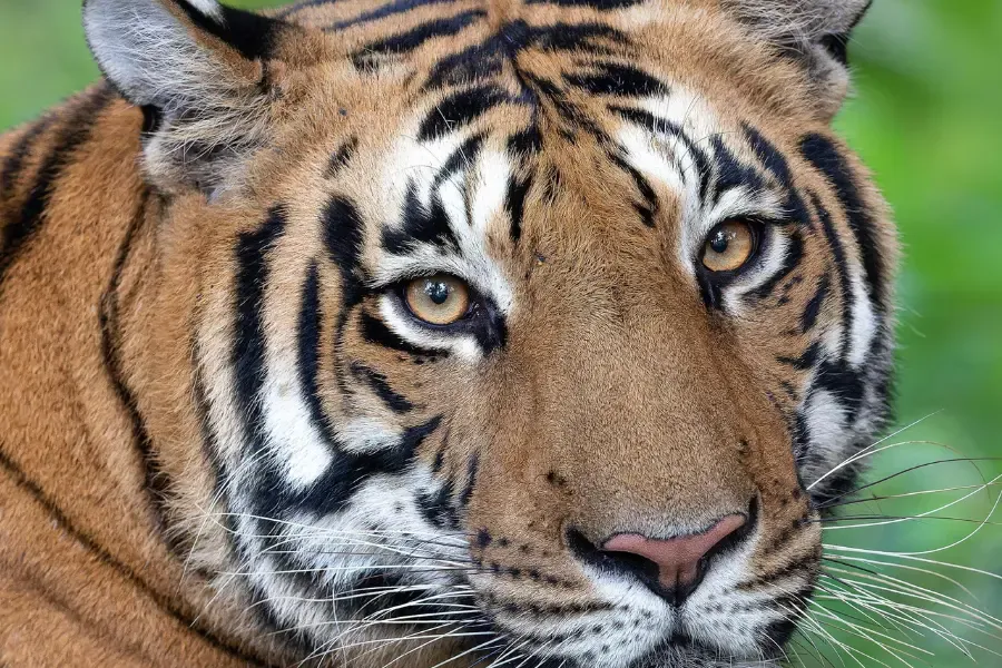 Zoomed in view of a tiger's face.
