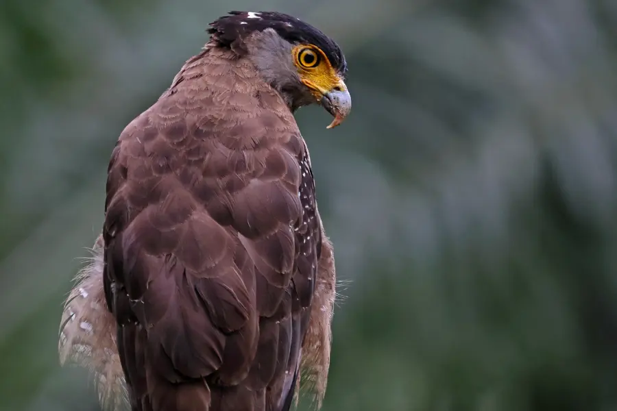 Crested serpent eagle perched on a branch.