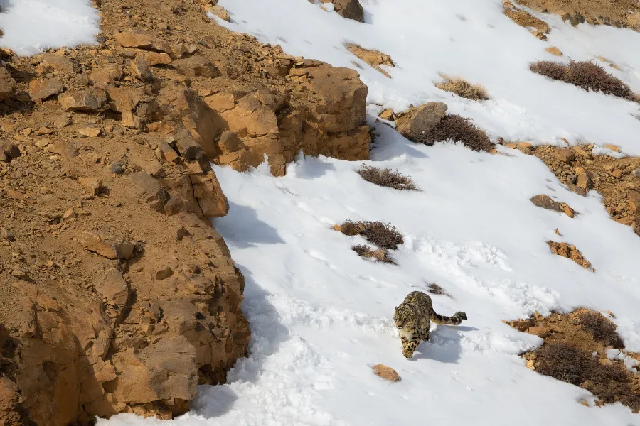 Wilderness Expedition of the Himalayas