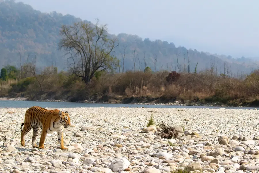 A tiger walking by a river