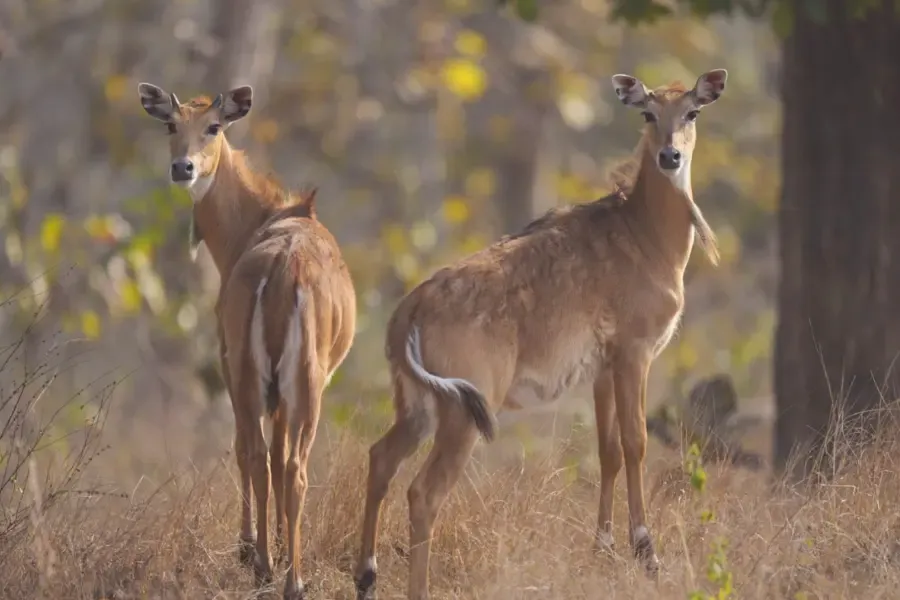 A pair of deer looking at the camera.