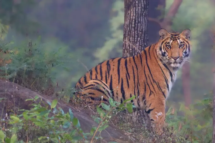 View of a tiger gazing at the camera.