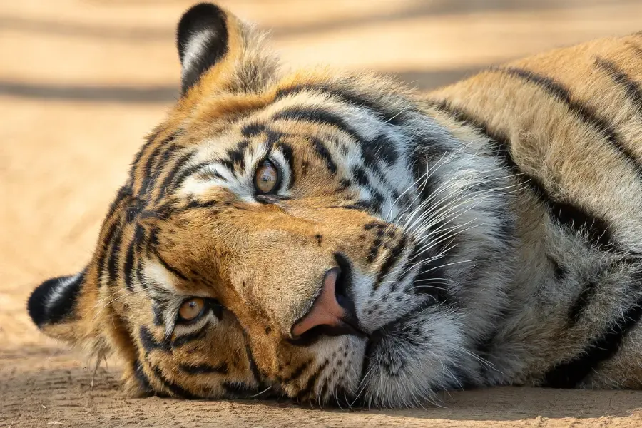 View of a tiger lying on the ground.