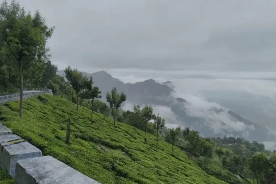 foggy hillside view