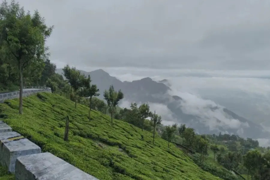 foggy hillside view