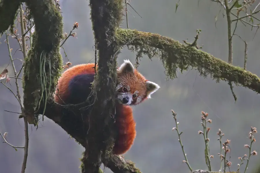 View of red panda resting on a tree branch inside a misty Himalayan forest.