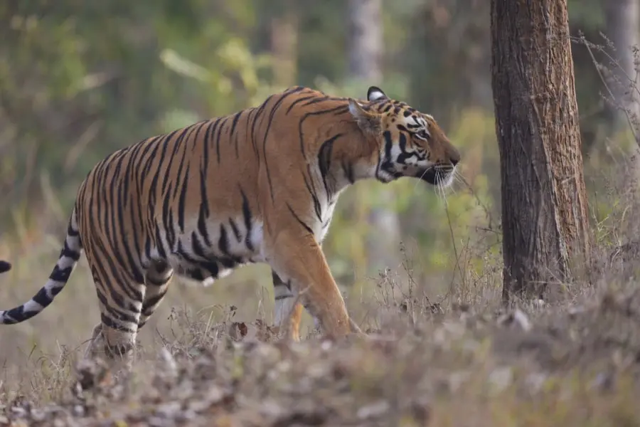 A tiger in search for prey.