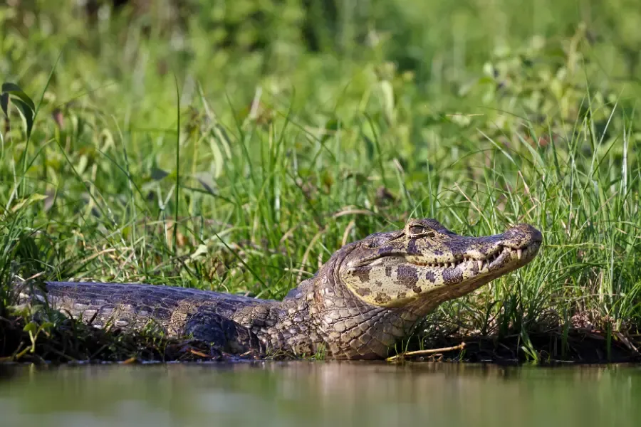 View of a crocodile resting near the water’s edge surrounded by green grass.