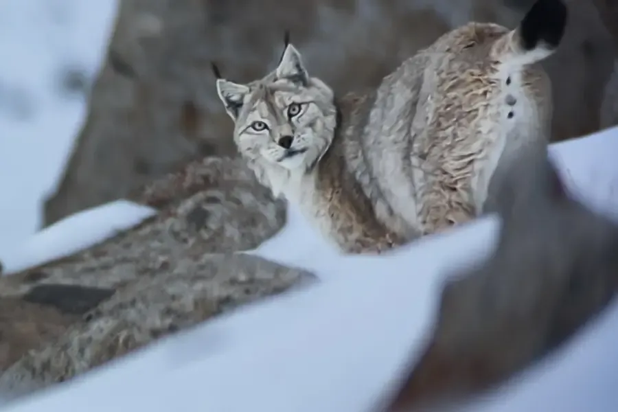View of a Eurasian lynx among snow-covered rocks.