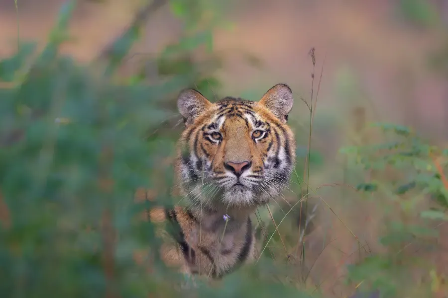Tiger quietly staring at the camera.