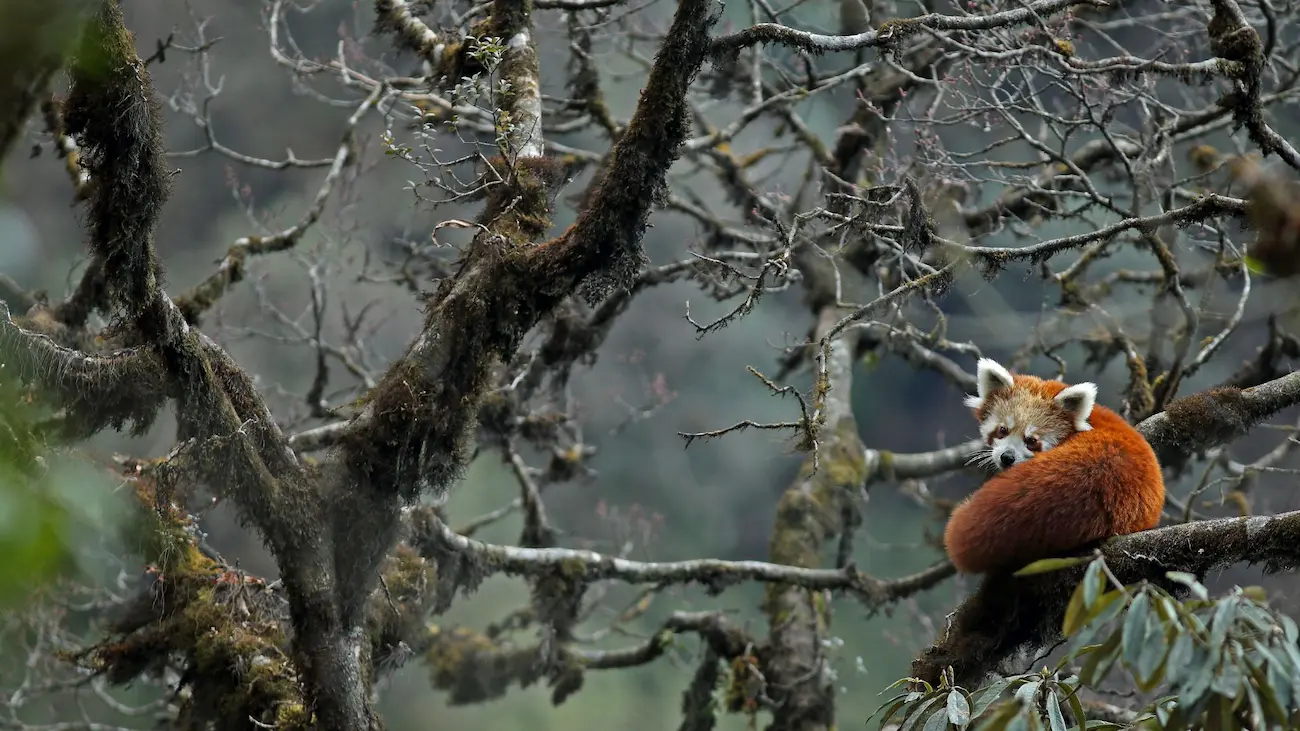 Red Panda Expedition In India And Nepal