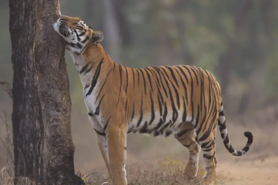 A tiger scratching his neck at a tree.