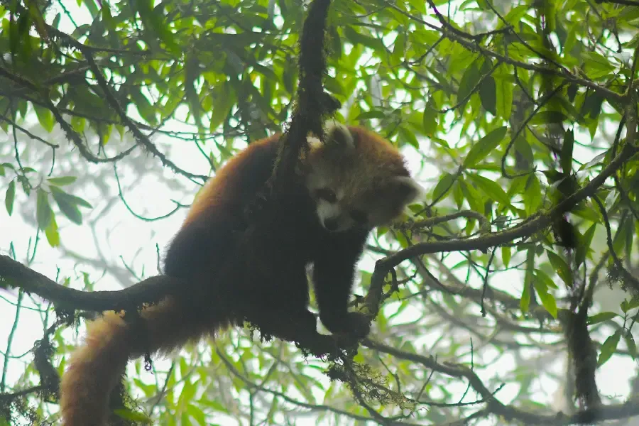 A red panda standing on tree branches, looking down curiously at the ground below, as if observing something happening in its forest habitat.