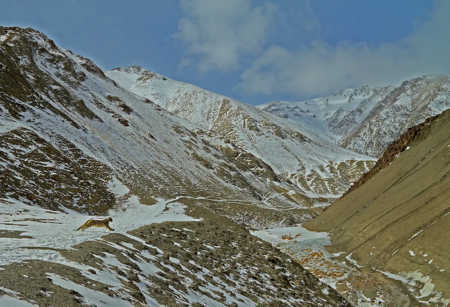 Beyond The Snow Leopard Exploring The Wildlife And Landscapes Of Spiti Valley