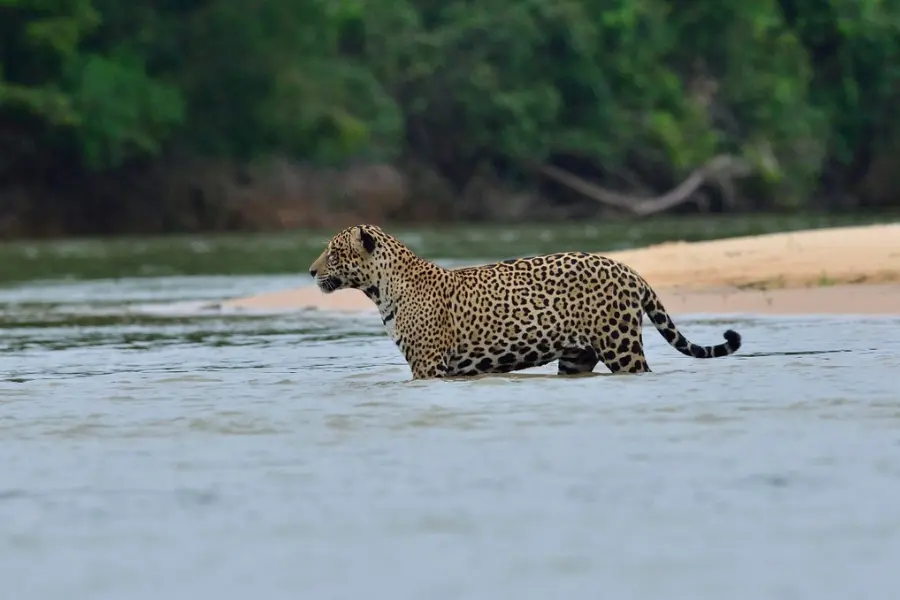 Pantanal Vs Amazon Which Brazilian Wildlife Safari Is Right For You