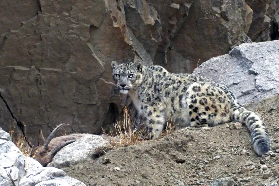 In Search Of The Snow Leopard A High Altitude Wilderness Expedition In Ladakh