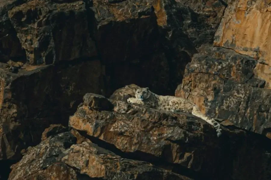 Snow leopard resting on a rocky cliff ledge