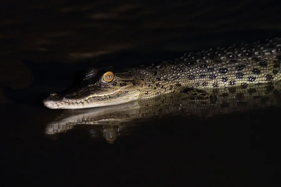 Caiman resting in dark water at night.