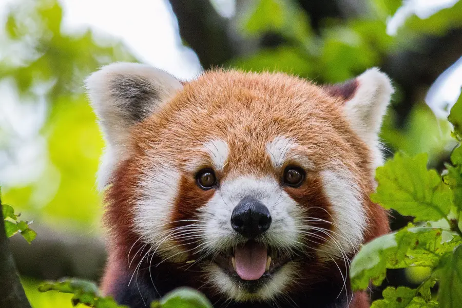 Red Panda Expedition 