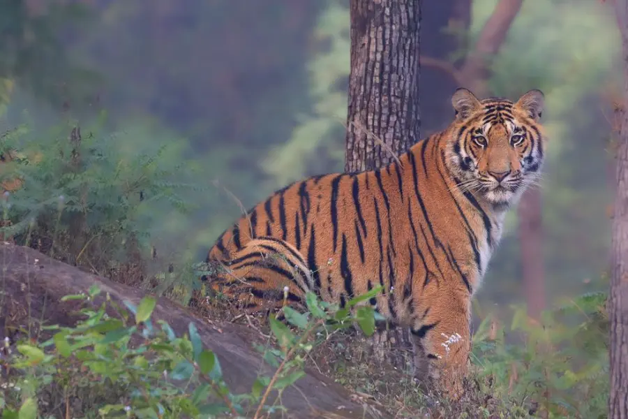 curious tiger gazing at the camera
