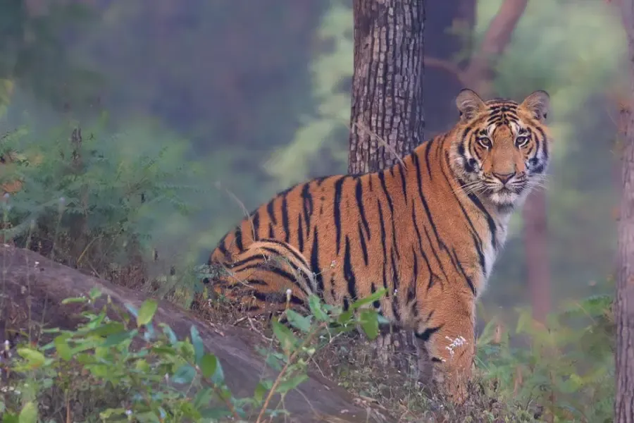 curious tiger gazing at the camera