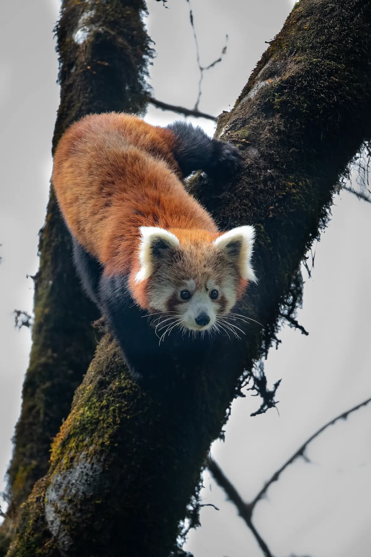 The Secret Life Of The Red Panda Exploring Singalila National Park